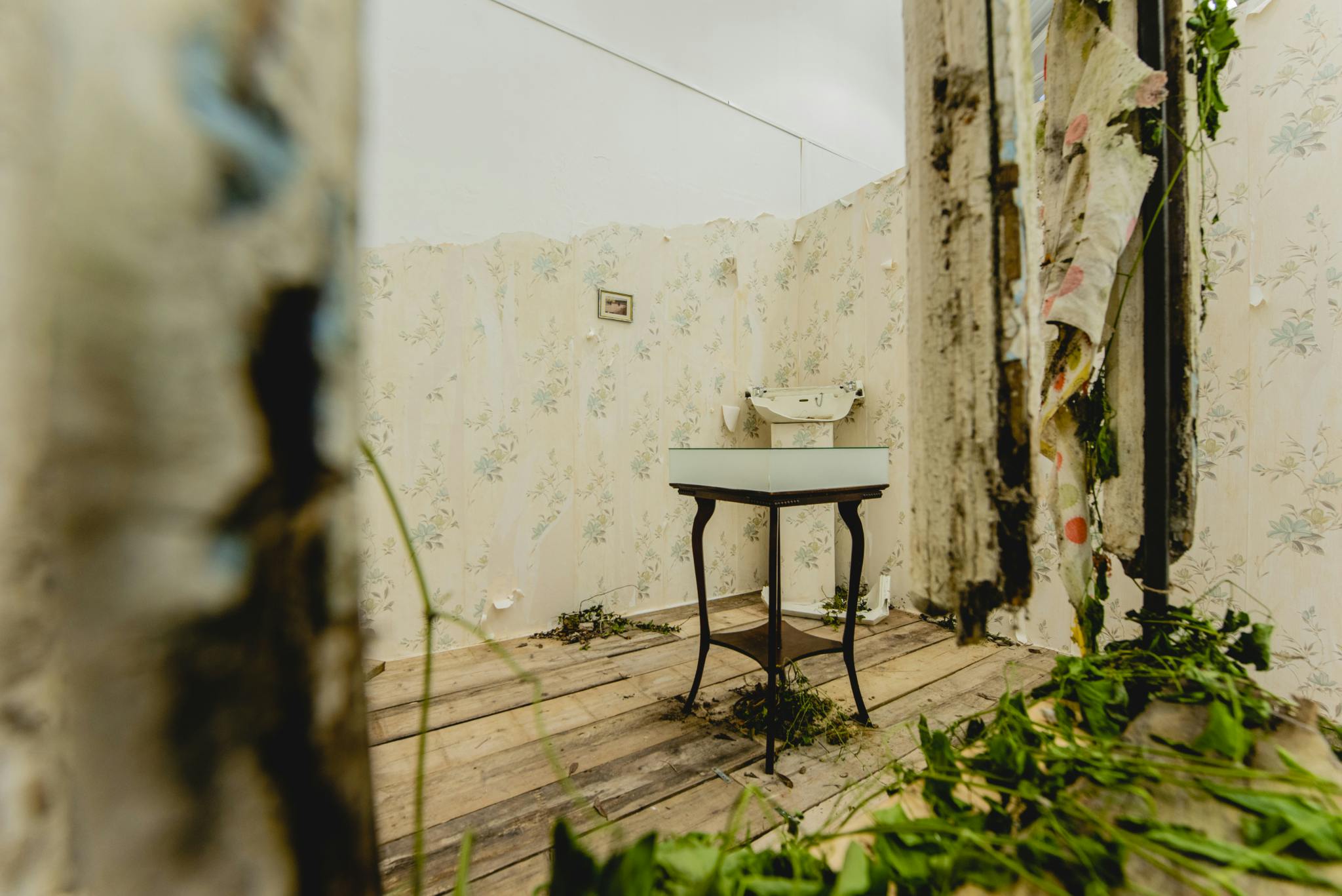 Image is taken through a rotting window frame covered in foliage, and looks at an installation featuring a glass box in the middle and peeling wallpaper and a broken ceramic sink in the background